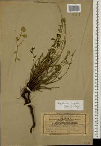 Ziziphora clinopodioides subsp. rigida (Boiss.) Rech.f., Caucasus, Armenia (K5) (Armenia)