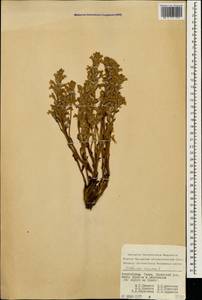 Phelipanche ramosa (L.) Pomel, Caucasus, Azerbaijan (K6) (Azerbaijan)