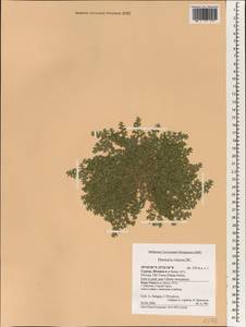 Herniaria cinerea, South Asia, South Asia (Asia outside ex-Soviet states and Mongolia) (ASIA) (Cyprus)