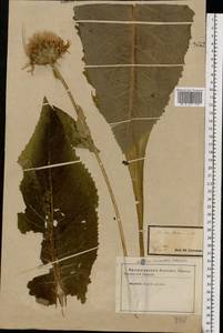 Inula helenium L., Eastern Europe, Central forest-and-steppe region (E6) (Russia)