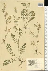 Rorippa sylvestris (L.) Besser, Eastern Europe, Central forest-and-steppe region (E6) (Russia)