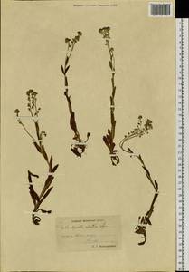 Myosotis sylvatica subsp. sylvatica, Siberia, Chukotka & Kamchatka (S7) (Russia)