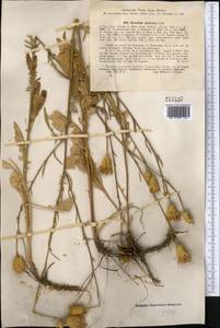 Klasea sogdiana (Bunge) L. Martins, Middle Asia, Northern & Central Tian Shan (M4)