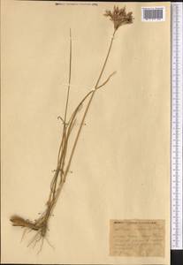 Allium inderiense Fisch. ex Bunge, Middle Asia, Muyunkumy, Balkhash & Betpak-Dala (M9) (Kazakhstan)