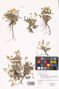 Potentilla cinerea subsp. incana (G. Gaertn., B. Mey. & Scherb.) Asch., Eastern Europe, Central forest-and-steppe region (E6) (Russia)