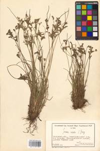 Juncus tenuis Willd., Siberia, Russian Far East (S6) (Russia)