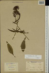 Centranthus ruber (L.) DC., Eastern Europe, North Ukrainian region (E11) (Ukraine)