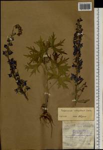 Delphinium retropilosum (Huth) Sambuk, Siberia, Altai & Sayany Mountains (S2) (Russia)