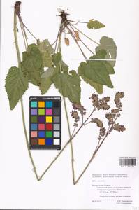 MHA 0 008 104, Salvia nutans L., Eastern Europe, Central forest-and-steppe region (E6) (Russia)