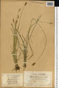 Carex echinata Murray, Eastern Europe, Latvia (E2b) (Latvia)