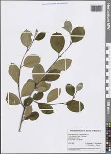 Sorbaronia ×arsenii (Britton & Arsène) G. N. Jones, Eastern Europe, Central forest region (E5) (Russia)