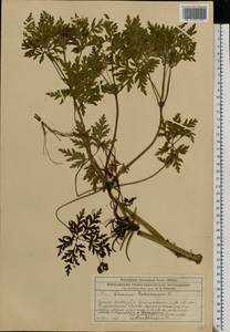 Geranium robertianum L., Eastern Europe, Central region (E4) (Russia)