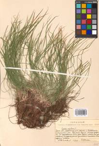 Carex montana L., Eastern Europe, Moscow region (E4a) (Russia)