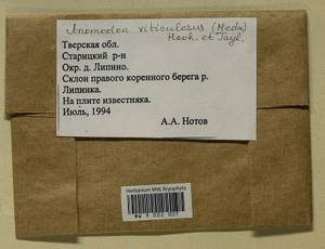 Anomodon viticulosus (Hedw.) Hook. & Taylor, Bryophytes, Bryophytes - Middle Russia (B6) (Russia)