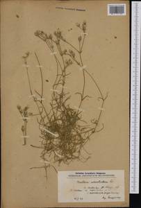 Cerastium banaticum subsp. speciosum (Boiss.) Jalas, Western Europe (EUR) (North Macedonia)