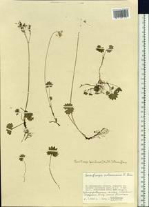 Micranthes nelsoniana var. insularis (Hultén) Gornall & H. Ohba, Siberia, Chukotka & Kamchatka (S7) (Russia)