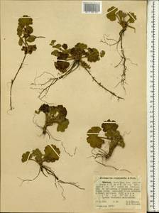 Alchemilla cryptantha Steud. ex A. Rich., Africa (AFR) (Ethiopia)