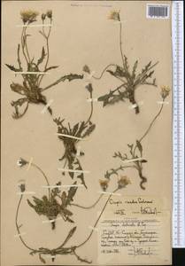 Crepis oreades Schrenk, Middle Asia, Western Tian Shan & Karatau (M3) (Uzbekistan)