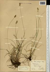 Carex spicata subsp. spicata, Eastern Europe, Moscow region (E4a) (Russia)