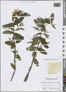 Hypericum ascyron L., Siberia, Russian Far East (S6) (Russia)