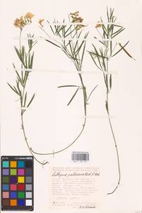 Lathyrus pallescens (M.Bieb.) K.Koch, Eastern Europe, Central forest-and-steppe region (E6) (Russia)