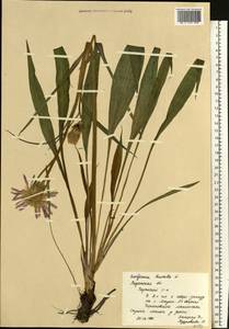 Scorzonera humilis L., Eastern Europe, Central region (E4) (Russia)