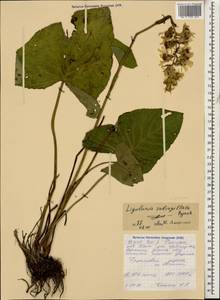 Ligularia subsagittata Pojark., Caucasus, North Ossetia, Ingushetia & Chechnya (K1c) (Russia)