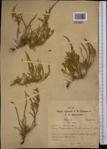 Halocnemum strobilaceum (Pall.) M.Bieb., Middle Asia, Northern & Central Kazakhstan (M10) (Kazakhstan)