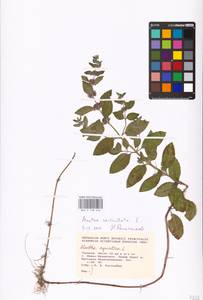 MHA 0 158 446, Mentha × verticillata L., Eastern Europe, West Ukrainian region (E13) (Ukraine)
