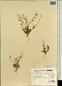Goldbachia laevigata (M.Bieb.) DC., South Asia, South Asia (Asia outside ex-Soviet states and Mongolia) (ASIA) (Iran)