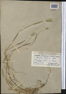 Hordeum marinum subsp. gussoneanum (Parl.) Thell., Middle Asia, Pamir & Pamiro-Alai (M2) (Uzbekistan)
