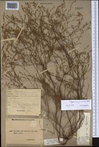 Polygonum arenarium subsp. arenarium, Middle Asia, Caspian Ustyurt & Northern Aralia (M8) (Kazakhstan)