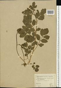 Cardamine amara L., Eastern Europe, Moscow region (E4a) (Russia)