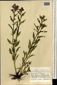 Pedicularis resupinata L., Mongolia (MONG) (Mongolia)