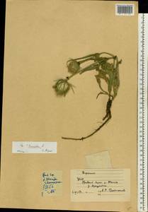 Dipsacus laciniatus L., Eastern Europe, South Ukrainian region (E12) (Ukraine)