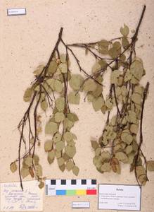 Betula fruticosa Pall., Siberia, Altai & Sayany Mountains (S2) (Russia)