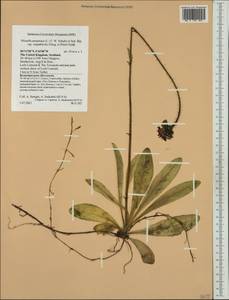 Pilosella aurantiaca, Western Europe (EUR) (United Kingdom)