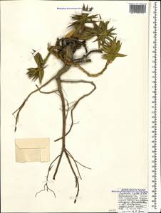 Euphorbia rigida M.Bieb., Caucasus, Black Sea Shore (from Novorossiysk to Adler) (K3) (Russia)