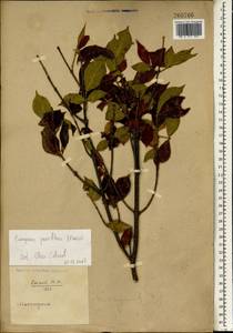 Euonymus verrucosus Scop., South Asia, South Asia (Asia outside ex-Soviet states and Mongolia) (ASIA) (China)