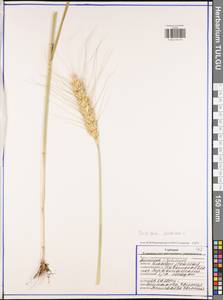 Triticum aestivum L., Eastern Europe, Central region (E4) (Russia)