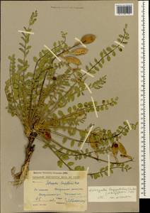 Astragalus longipetalus Chater, Caucasus, Stavropol Krai, Karachay-Cherkessia & Kabardino-Balkaria (K1b) (Russia)