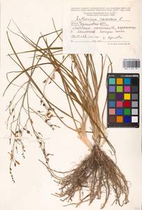 Anthericum ramosum L., Eastern Europe, North Ukrainian region (E11) (Ukraine)