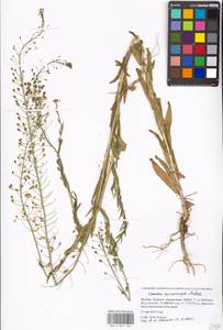 Camelina microcarpa Andrz. ex DC., Eastern Europe, Moscow region (E4a) (Russia)