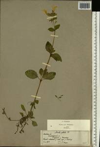 Erythranthe guttata (DC.) G.L.Nesom, Eastern Europe, Moscow region (E4a) (Russia)