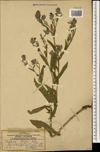 Anchusa azurea Mill., Caucasus, Azerbaijan (K6) (Azerbaijan)