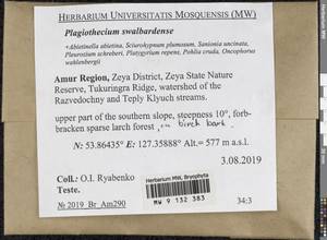 Plagiothecium svalbardense Frisvoll, Bryophytes, Bryophytes - Russian Far East (excl. Chukotka & Kamchatka) (B20) (Russia)