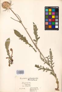 Dipsacus laciniatus L., Eastern Europe, West Ukrainian region (E13) (Ukraine)