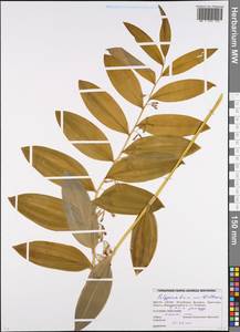 Polygonatum multiflorum (L.) All., Eastern Europe, Belarus (E3a) (Belarus)