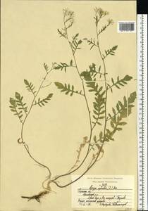 Rorippa sylvestris (L.) Besser, Eastern Europe, Central region (E4) (Russia)