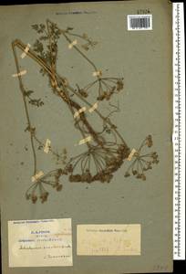 Astrodaucus orientalis (L.) Drude, Caucasus, Armenia (K5) (Armenia)